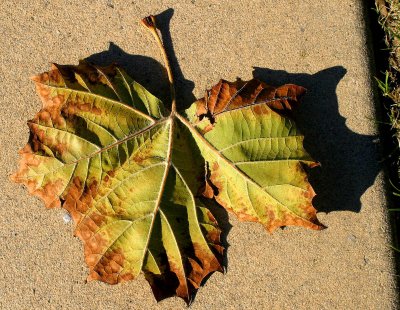 ex green brown leaf on sand concrete mod.jpg.jpg