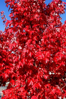 ex red leaf fall tree mod.jpg