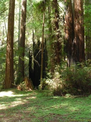 Guerneville Armstrong Redwoods State Reserve 008.jpg