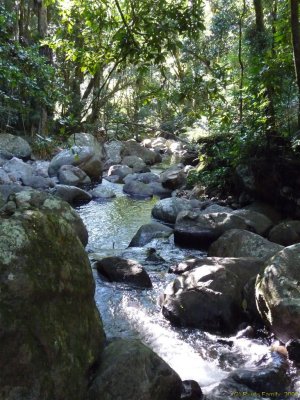 BBW Lamington NP Box Forest Circuit 144.jpg