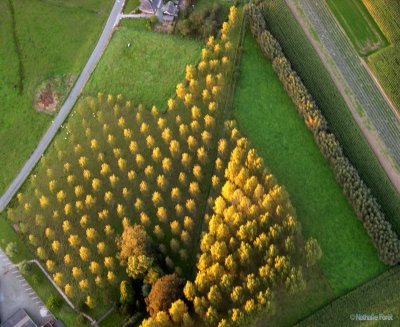 Trees