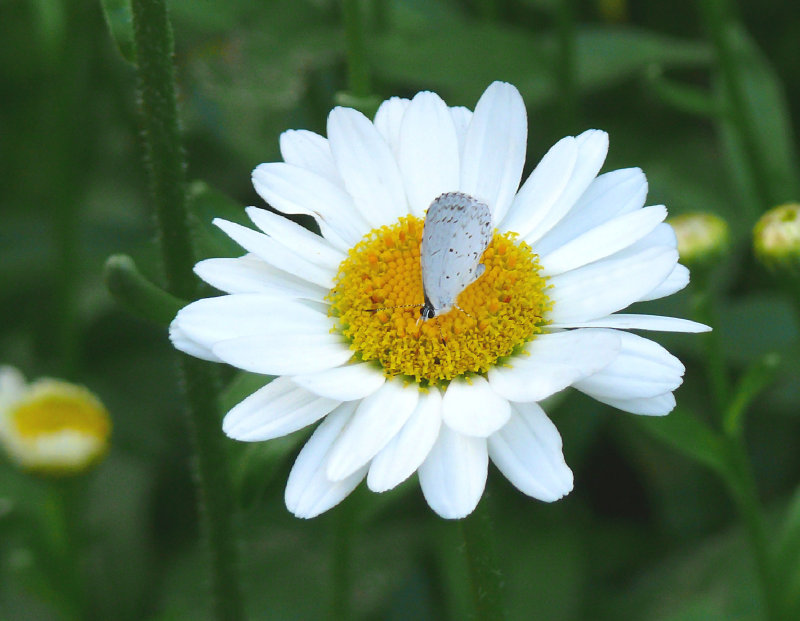 butterfly on daisy