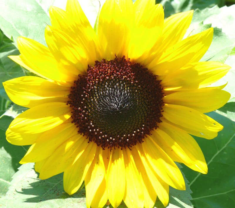 sunflower
