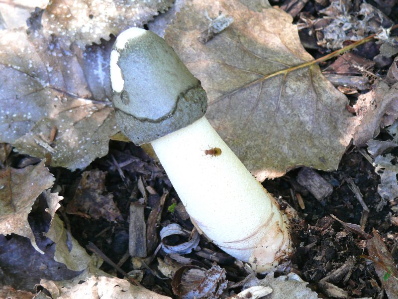 phallus impudicus