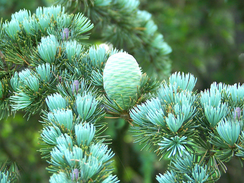 Cedar - Sea foam