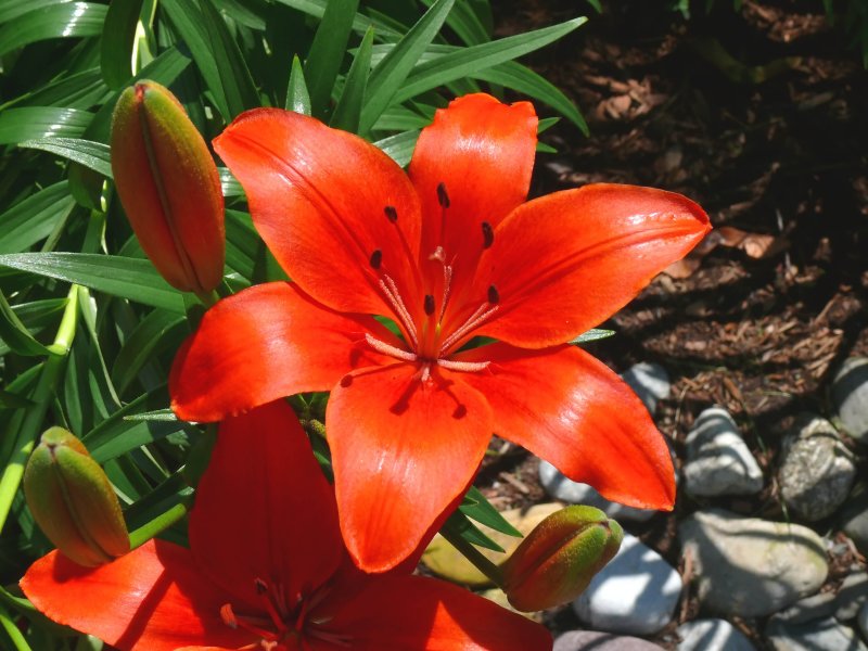 daylily