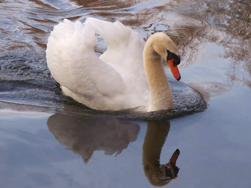 Cerulean - poetry on the water