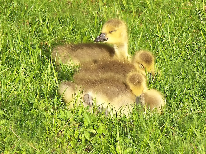 naptime
