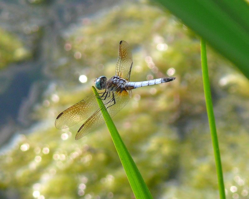 dragonfly