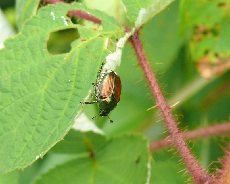 fluorescent bug