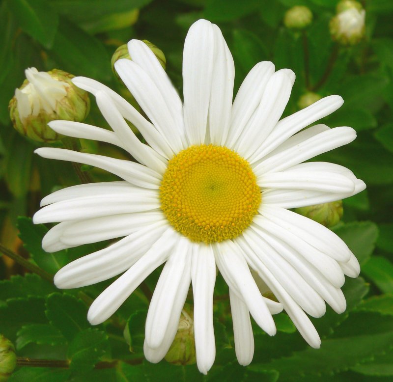 daisy