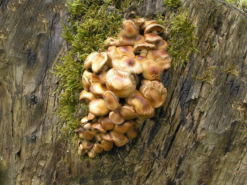 living on the trunk