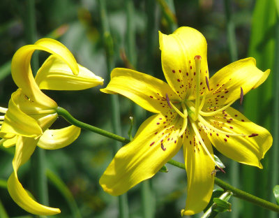 yellow lily