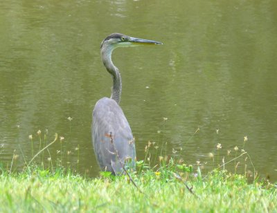keeping an eye on me