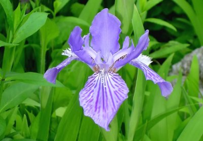 Purple striped Iris