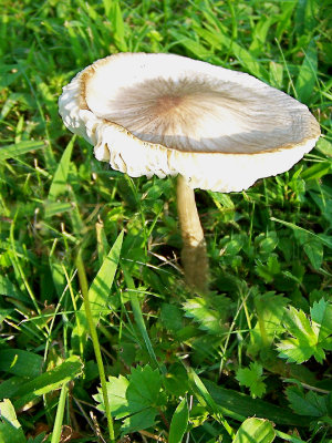 Mushroom - Bisque
