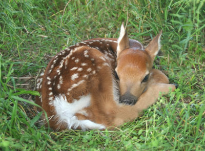 fawn