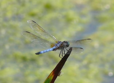 blue dragonfly - very much summer colours