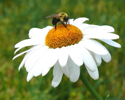 bee on a daisy