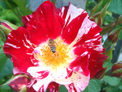 pollenator