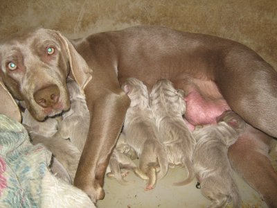 hannah and her pups    she is so sweet about them and notice how big they are