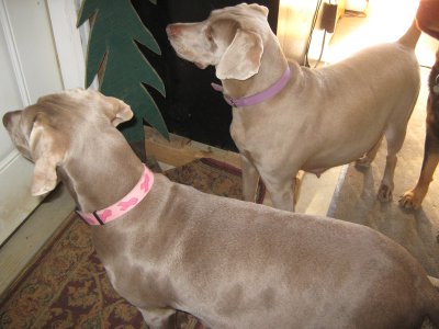 hannah on left and rosie on right   both are great dogs and will set at your feet and worship you