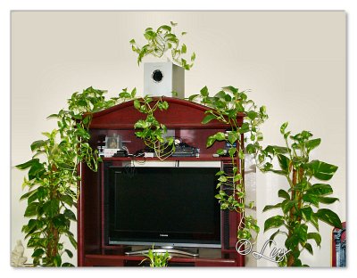 Indoor Plants