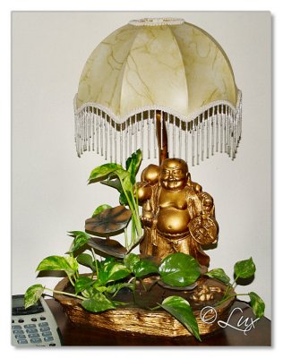 Indoor Plants