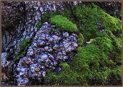 77-Abstract-in-a-Stump-4c.jpg