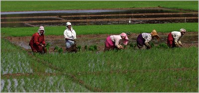 45 Planting rice 1.jpg
