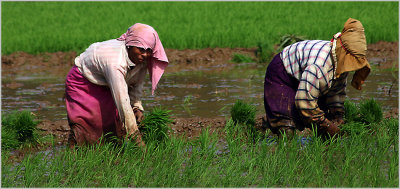 46 Planting rice 2.jpg