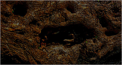 18 Abstract-in a-Tree-2. (Modified)jpg
