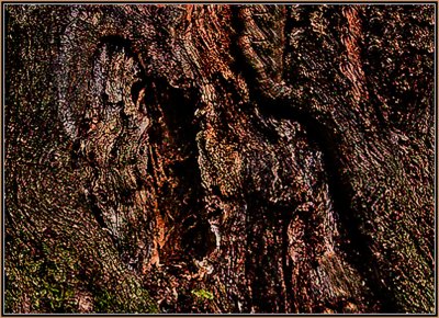 51-Abstract-in-a-Stump (Modified).jpg