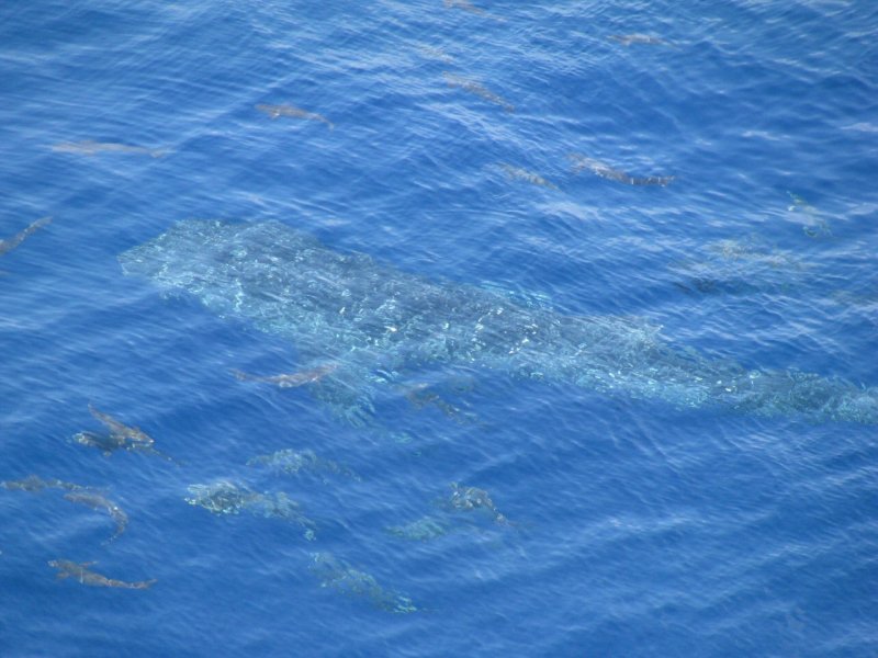 Whale Shark in Gulf of Mexico