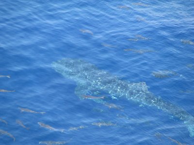 Whale Shark in Gulf of Mexico