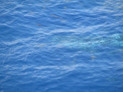 Whale Shark in Gulf of Mexico