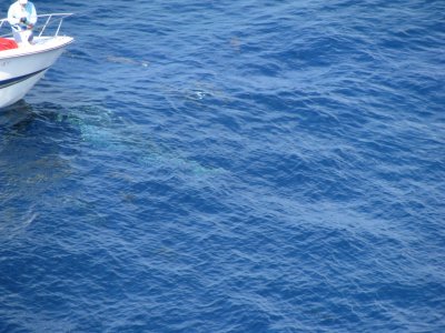 Whale Shark in Gulf of Mexico