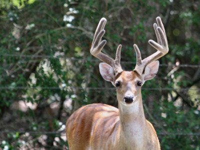 10 pt Deer