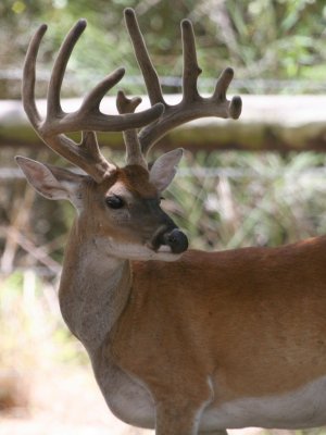 11pt Deer close up