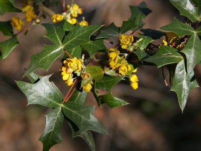 Wild Holly in Bloom
