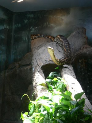 sd zoo reptiles