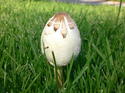 mushroom