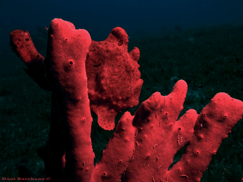FROGFISH