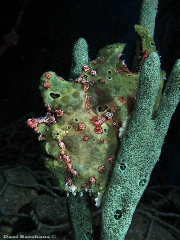 FrogFish