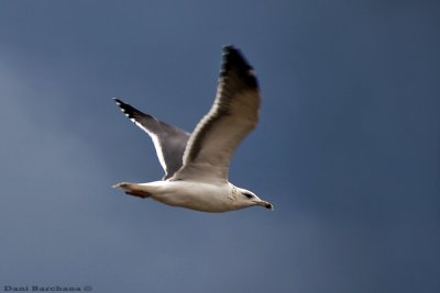 Seagull Panning