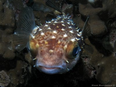 Yellowspotted burrfish