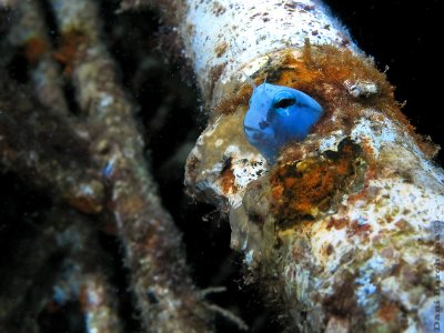 Blenny, Red Sea.
