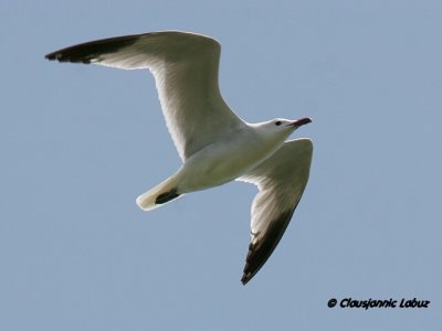 Audouinsmge / Audouin's Gull