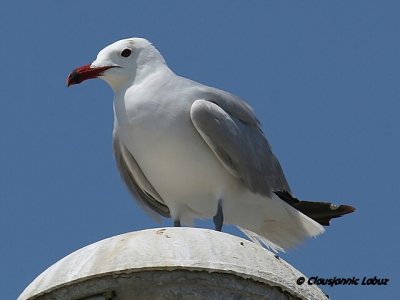 Audouin's Gull / Audouinsmåge