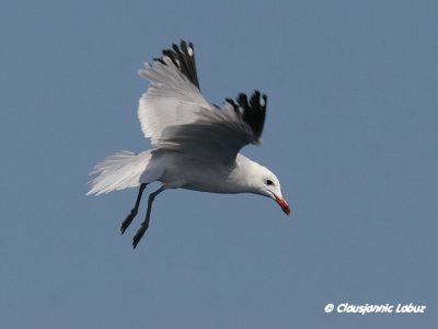 Audouin's Gull / Audouinsmåge